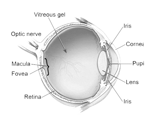 This image will show the parts of teh eye